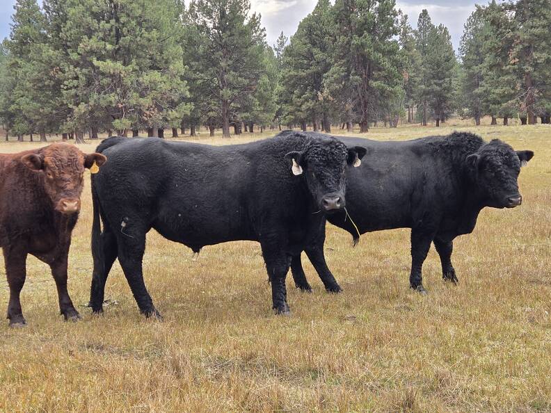 342 and calf tag 640