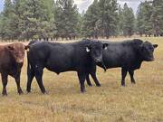 342 and calf tag 640