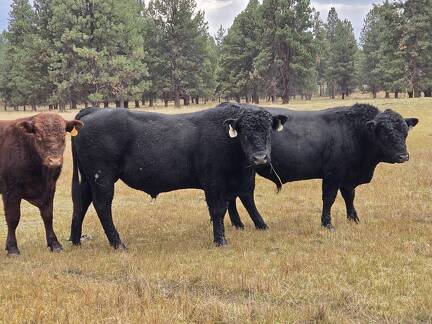 342 and calf tag 640