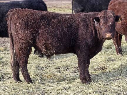 404 partial white right eye