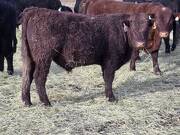 404 partial white right eye