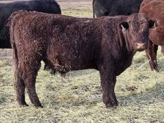 404 partial white right eye