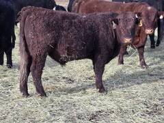 404 partial white right eye