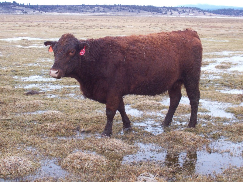 2007 Cow 142