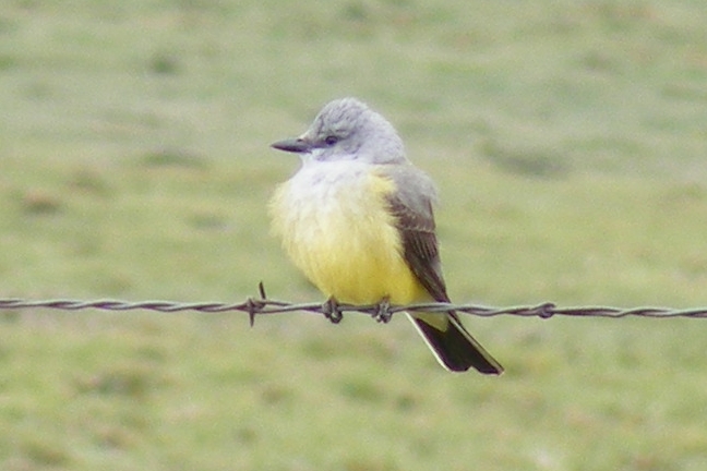 Western Kingbird DSCF4184