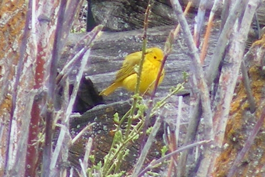 Yellow WarblerDSCF3887.jpg