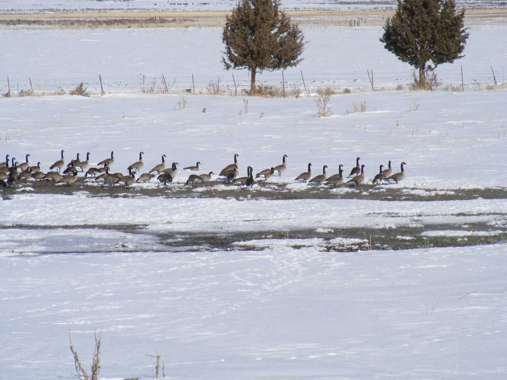 Geese by well during winter