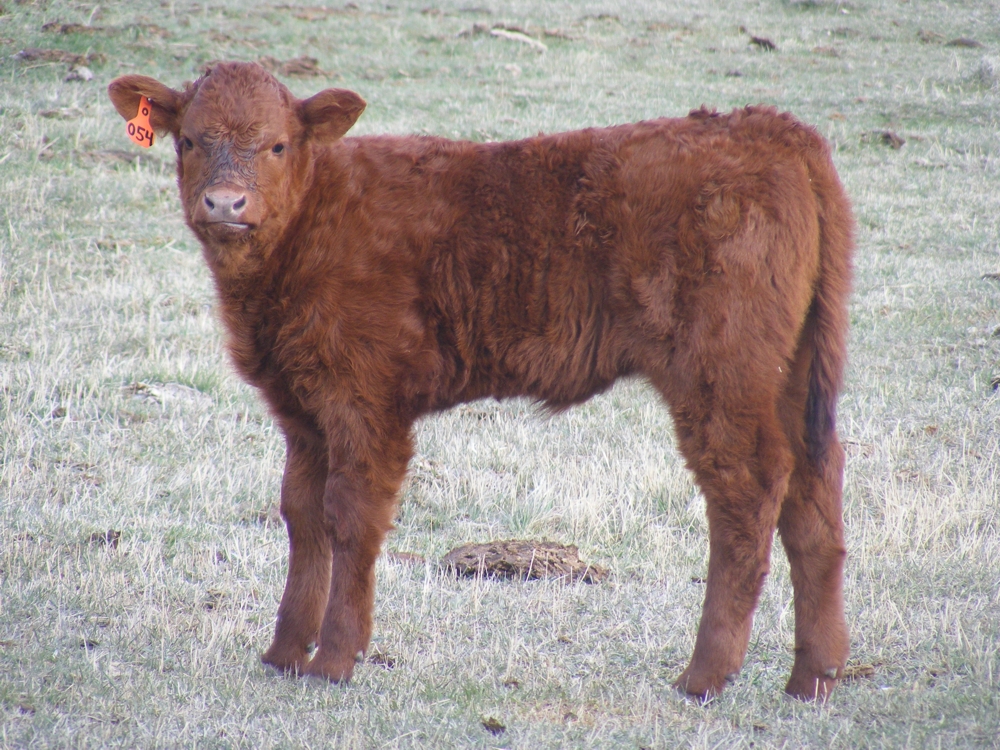 2010 One Month Old Heifer Calf 054o R