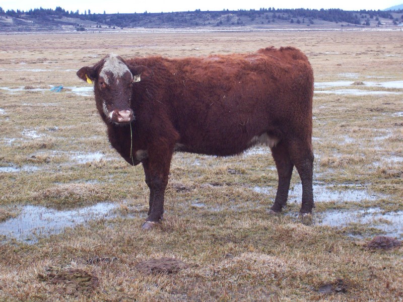 7 year old cow